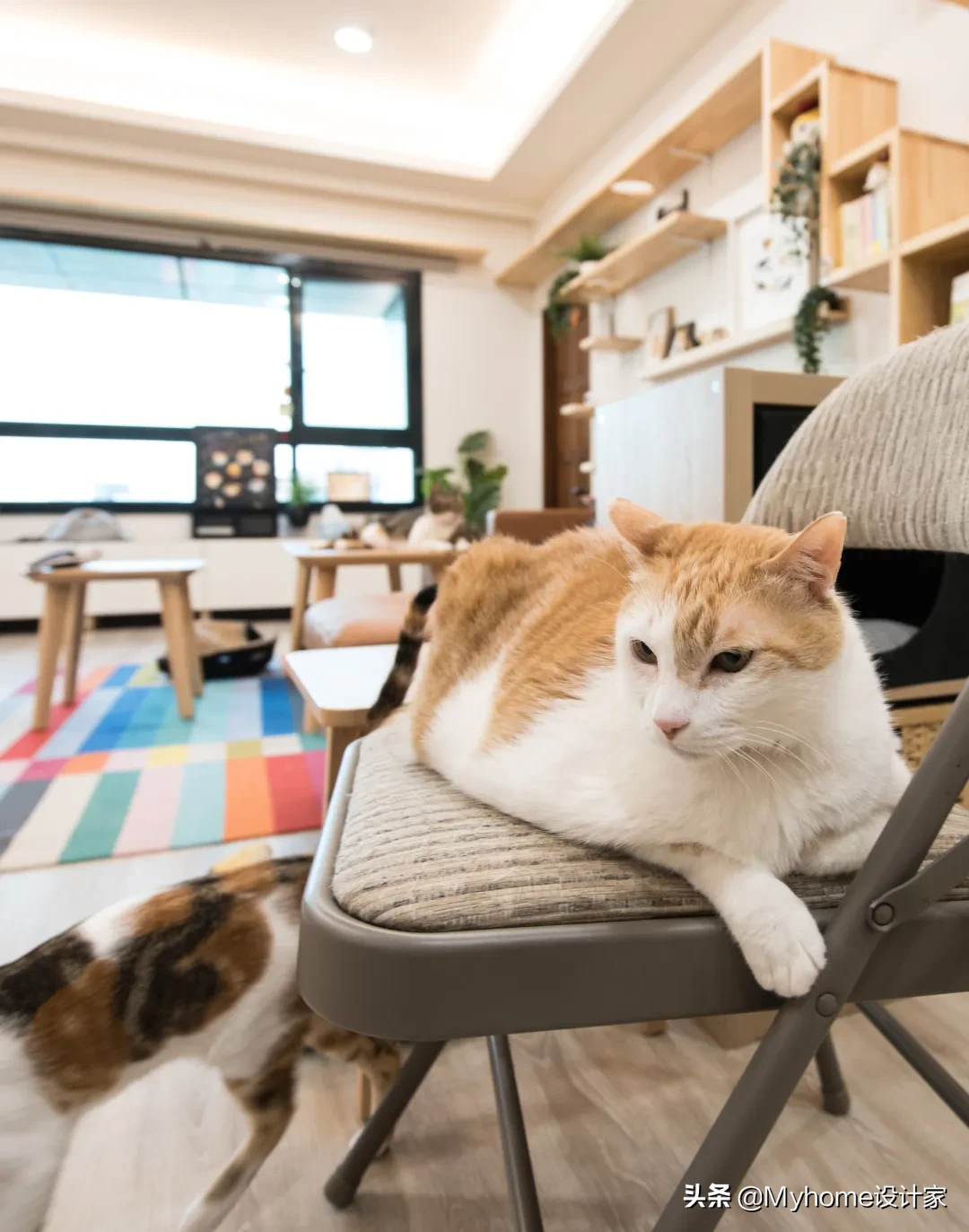 8只猫与人共住,舒适北欧风!竟是宜家爆改出租房!猫皇不亦乐乎