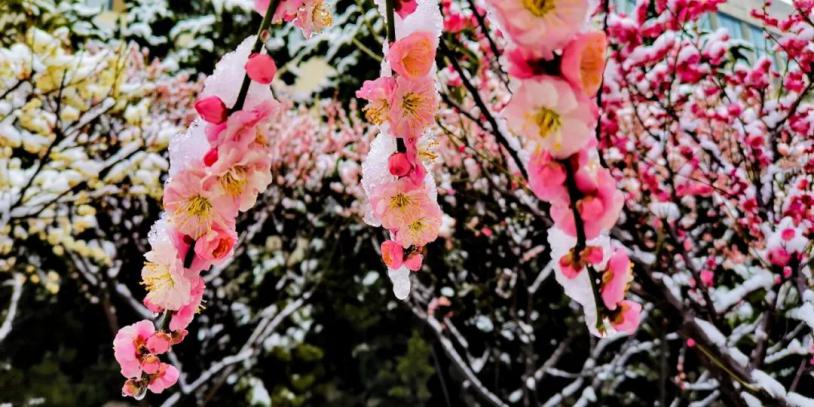 开始报名！河南大学2020运动训练、武术与民族传统体育专业招生简章公布！