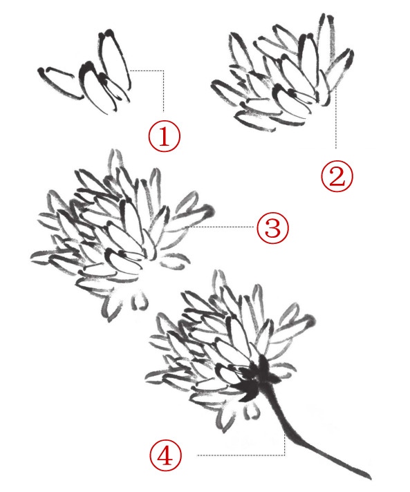 33问菊花花头有几种常见的画法