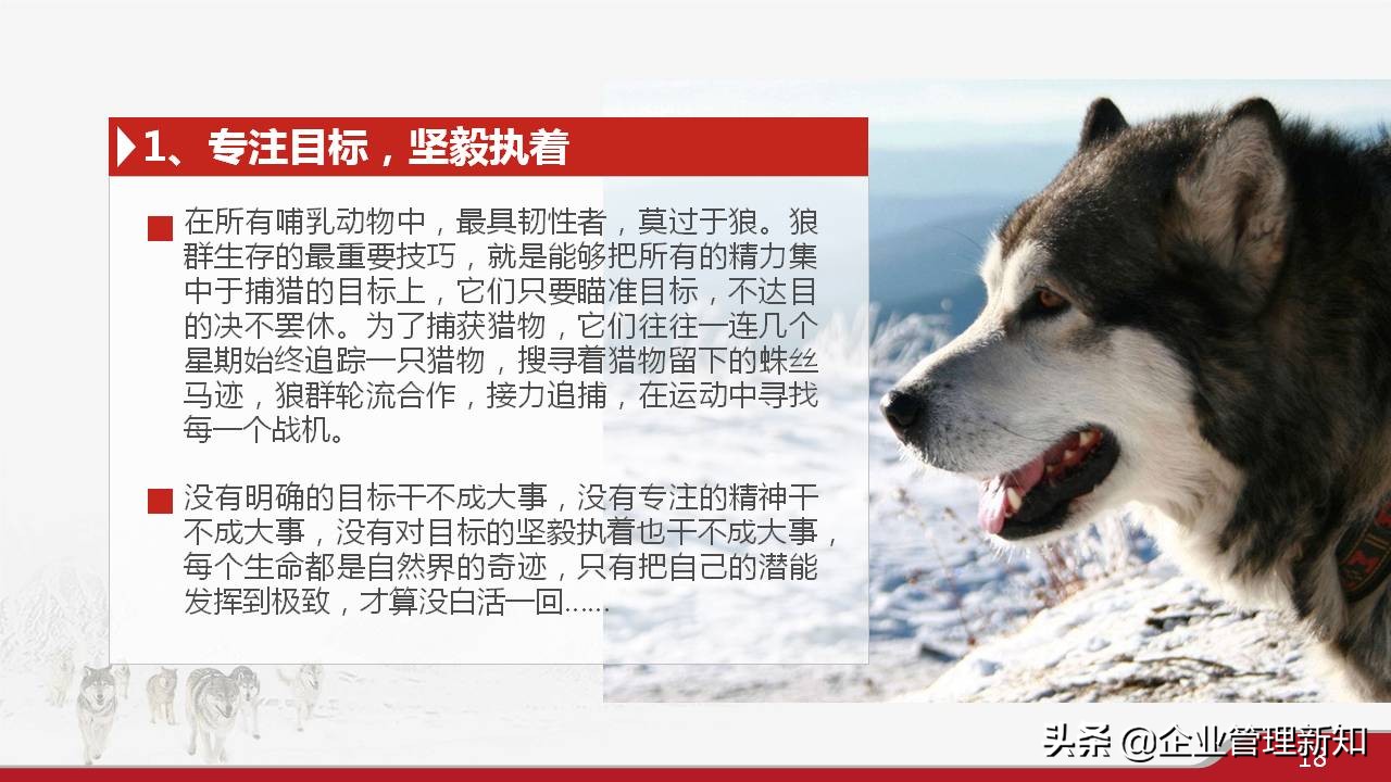 33页完整版，狼性文化与企业精神培训PPT，可直接用于员工培训