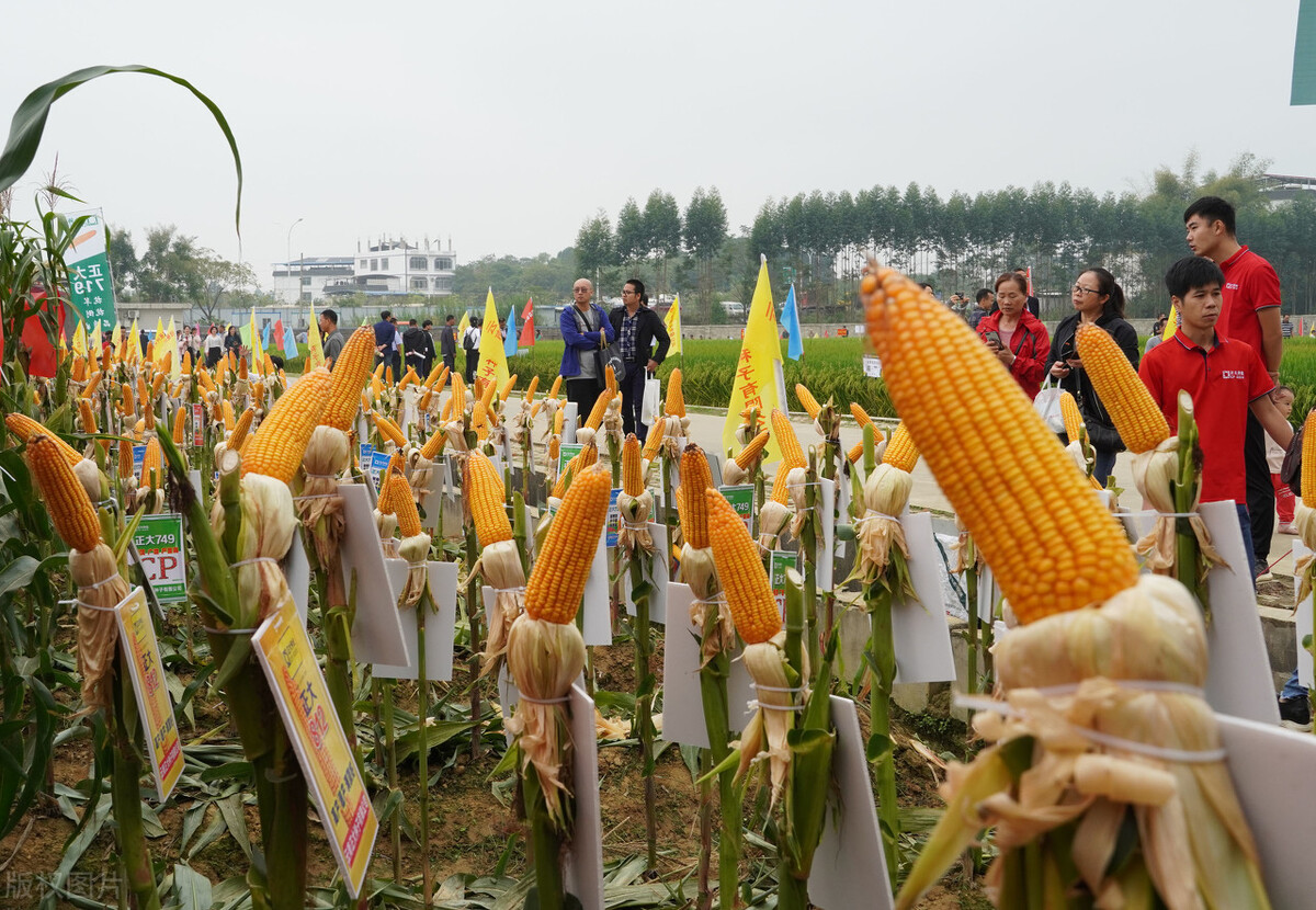 2021年产量排名前5的玉米品种，来年玉米想高产一定要知道内容