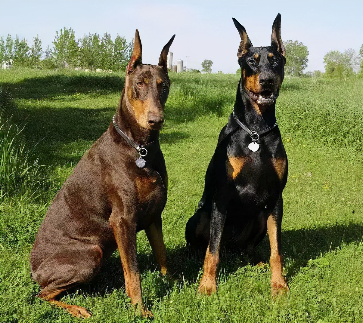 杜宾犬价格(绅士帅气的杜宾犬) - 价格百科