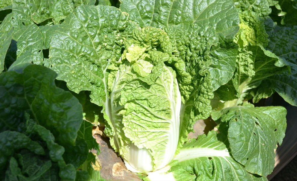 叶菜类蔬菜简介(一) 25种