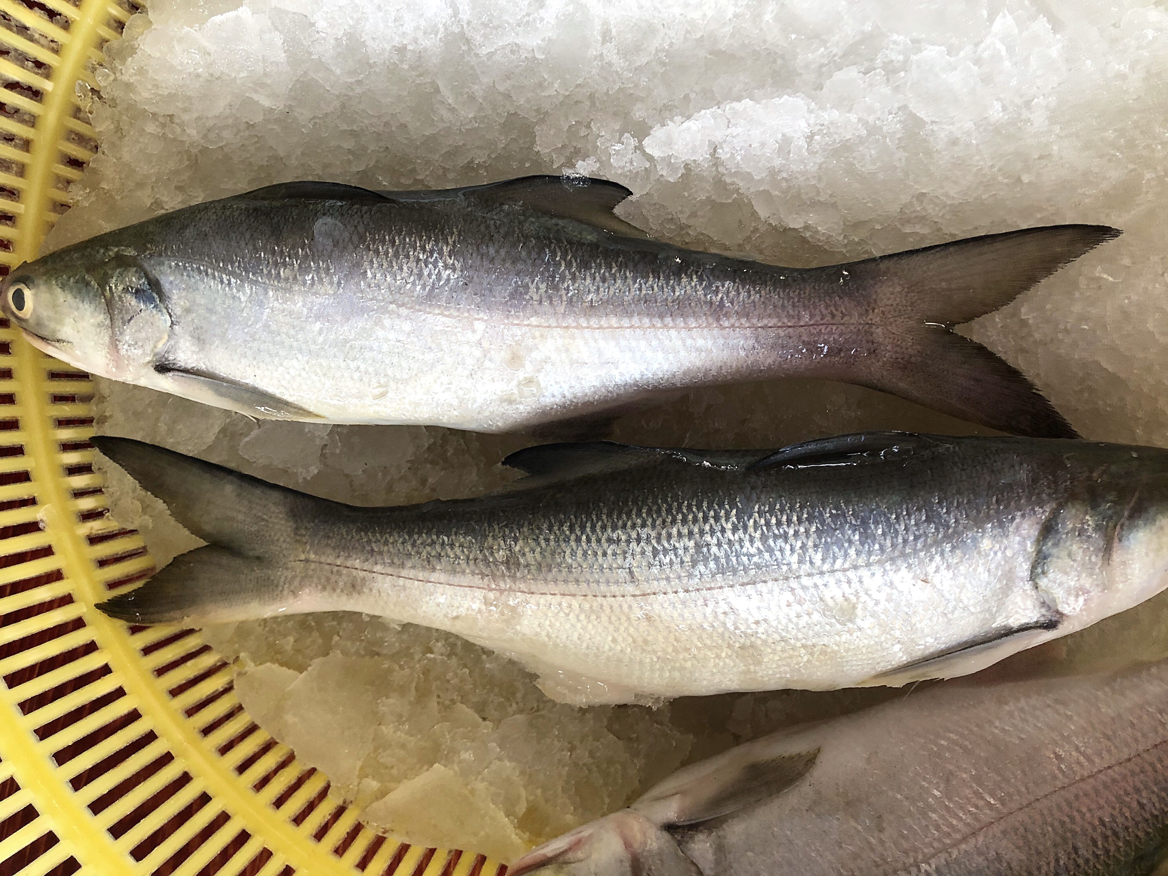 不愧是排名第一好吃的海鱼,肉质鲜嫩鱼刺少,清蒸最鲜美营养高