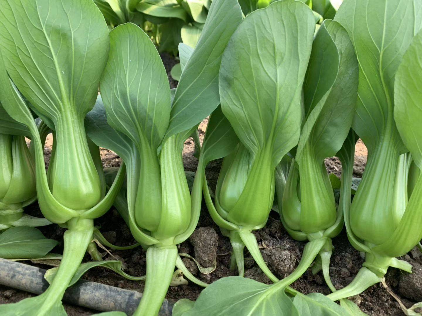 酸菜是什么菜做成的（6种适合做酸菜的青菜你吃过几种）