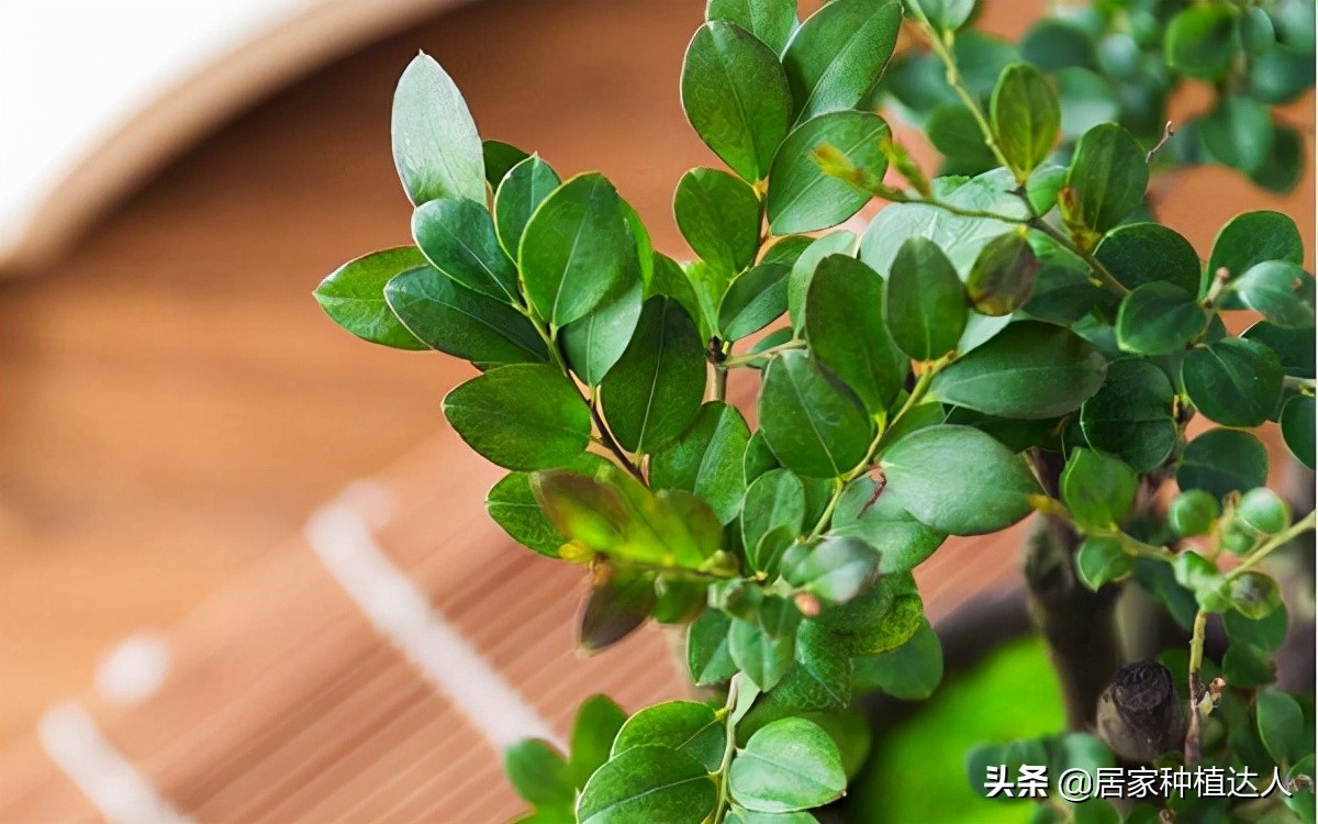 大林木命带什么旺财?_达一风水网
