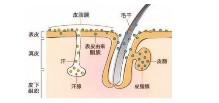 如何缩小改善鼻头毛孔粗大？控制皮脂腺分泌是关键