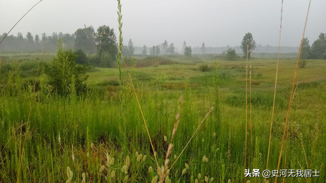 含羞草原理是什么（含羞草的原理及人文意义）