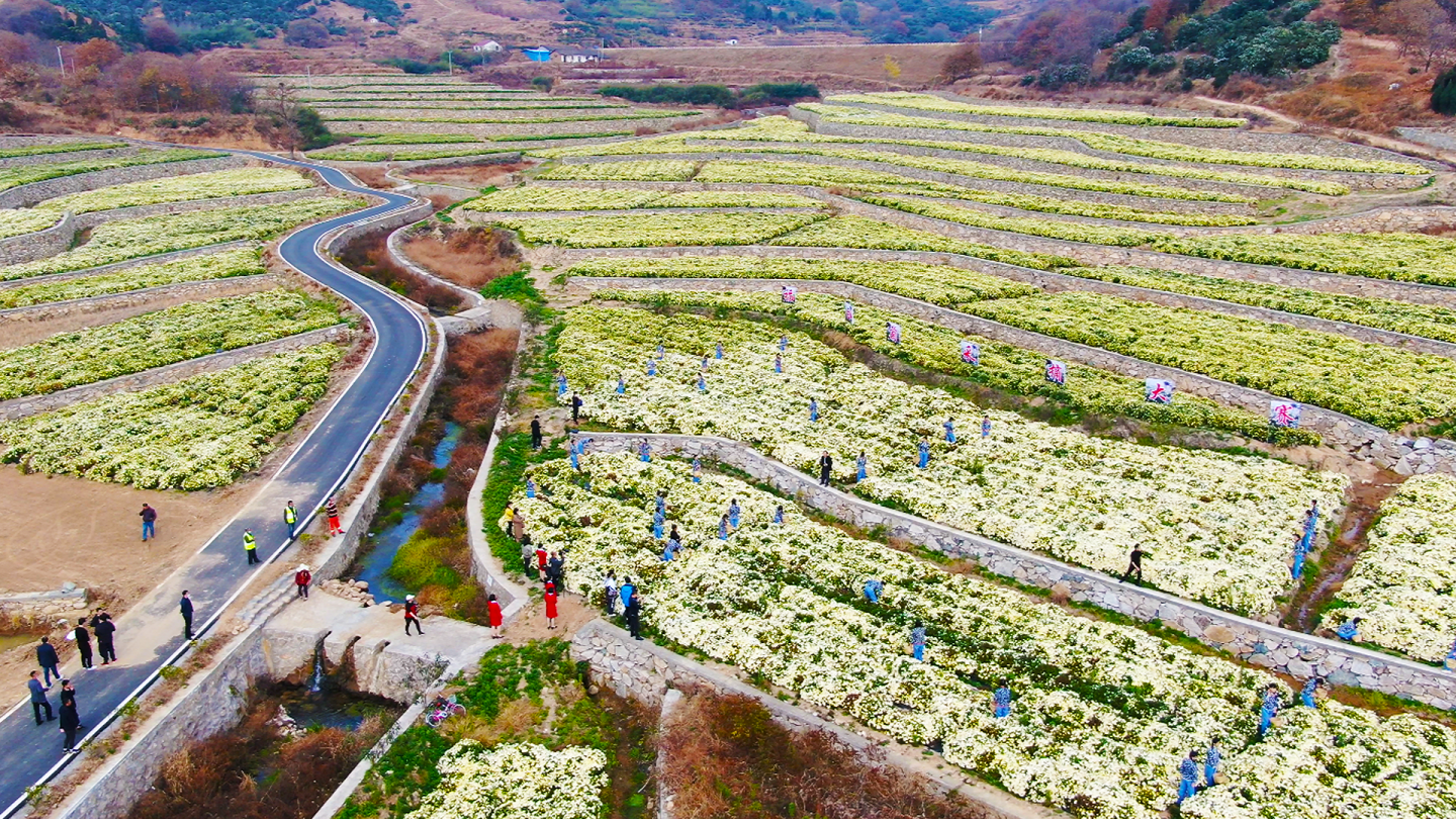 湖北麻城：福白菊采摘大赛在福田河纯阳山菊花基地隆重举行