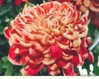 七律13首 恩师难忘