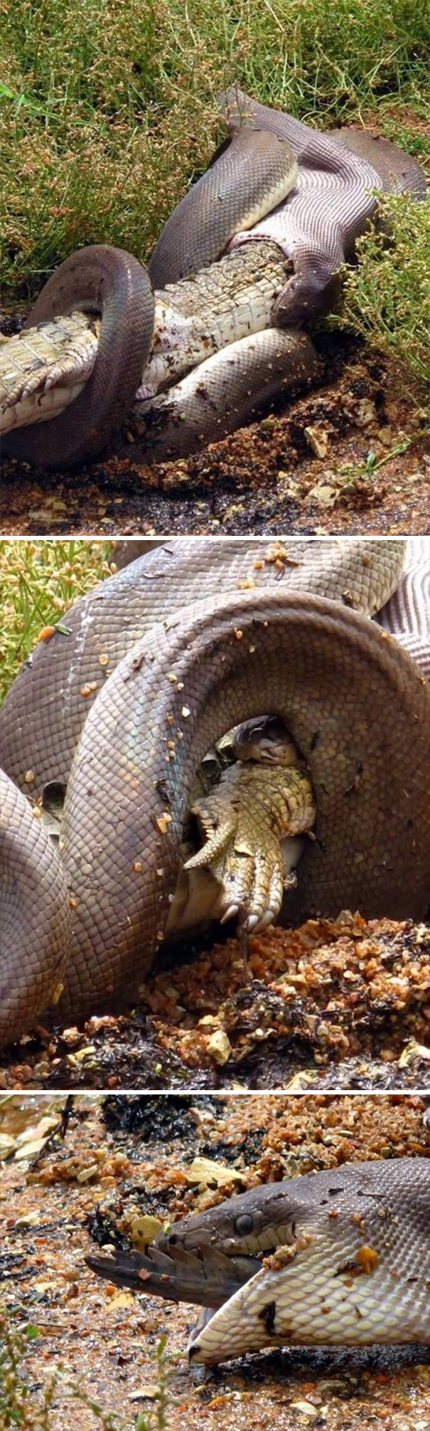 23张罕见的动物照片，蟒蛇力量太大几百斤轻松叼起来，怎么吞下呢