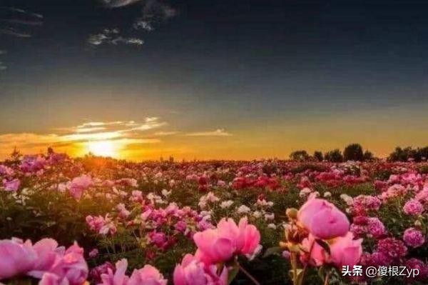 世界十大绝美花海，中国上榜两处，个个宛如仙境