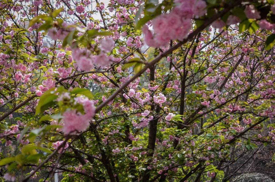期待！宜宾职业技术学院要搬啦，拟选址南溪...