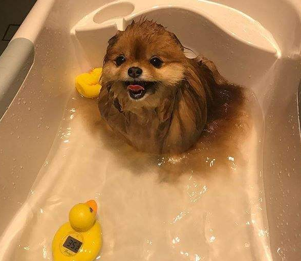 “俊介”博美犬怎么样?