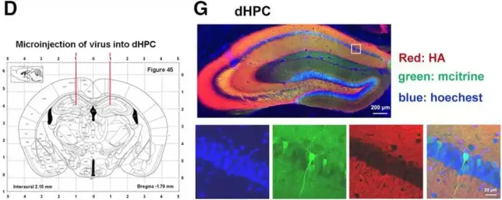神经领域中「特异性启动子AAV」的妙用