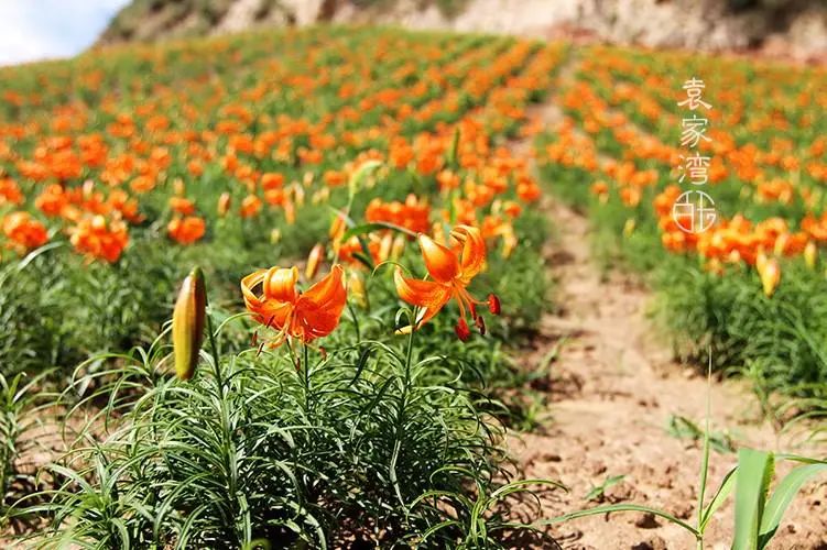 甘肃“首富村”，从“贱卖”到年销几百万，几十家网店带村民致富