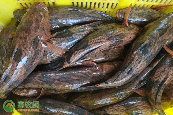 笋壳鱼是海鱼还是河鱼,笋壳鱼什么人不能吃
