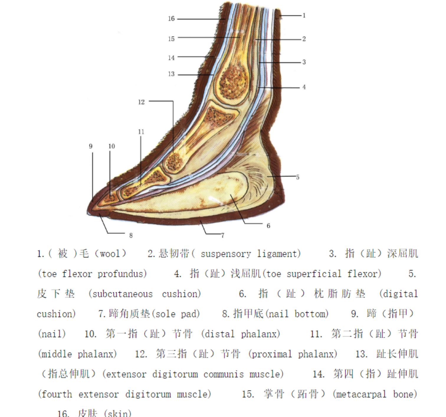 骆驼冷知识分享(骆驼结构特点介绍)-aoe家园