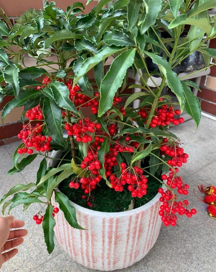喜事送什么花（送花不送盆什么意思）