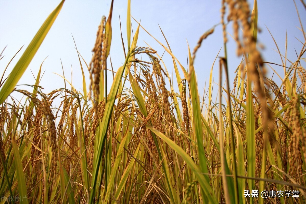 现在新稻价格多少钱一斤？2021年11月最新稻谷行情走势预测分析