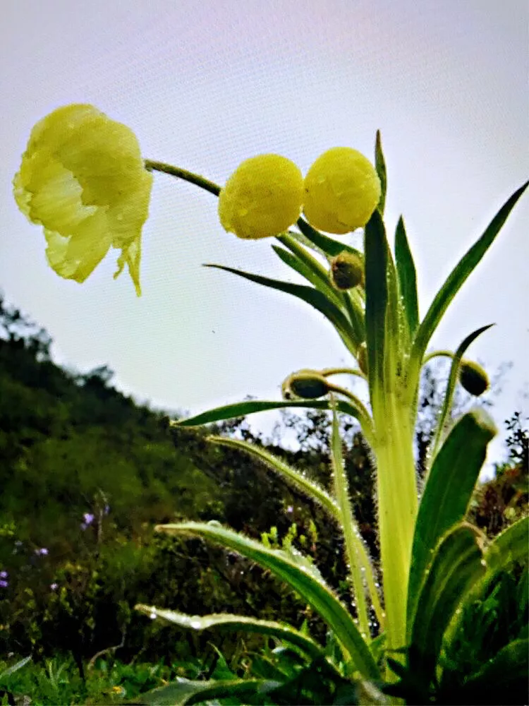 绿绒蒿属于什么科（带你了解中国最美高山花卉）