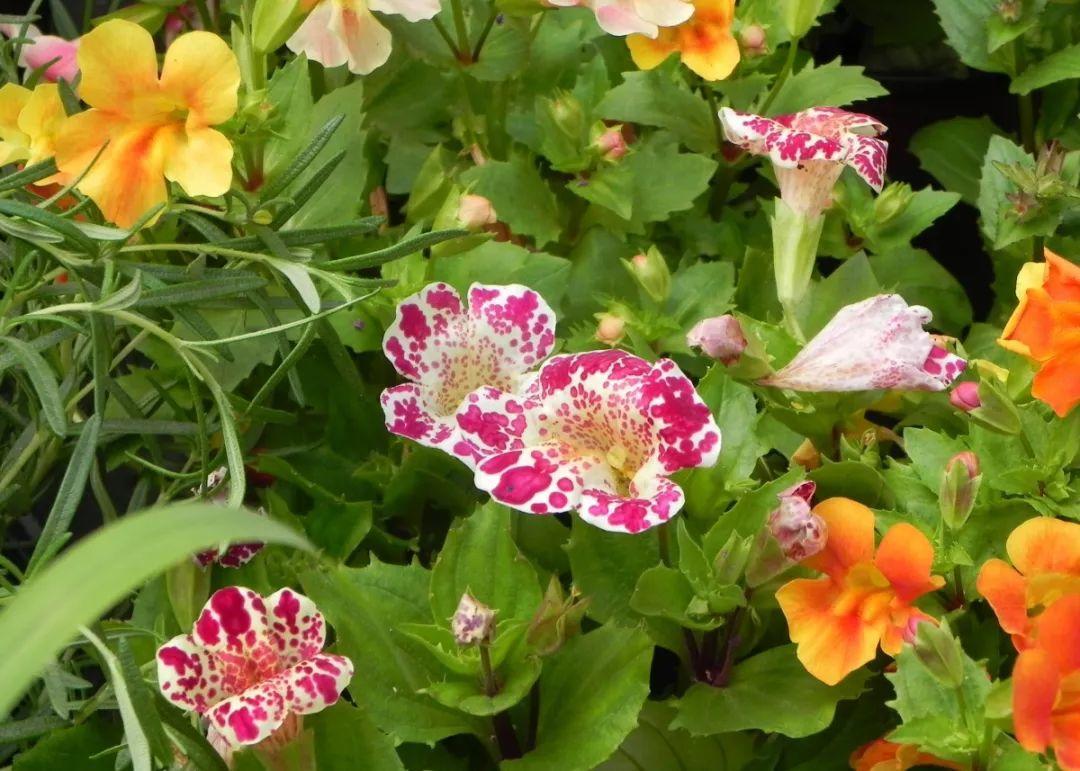 12种生肖花,快看看哪种属于你