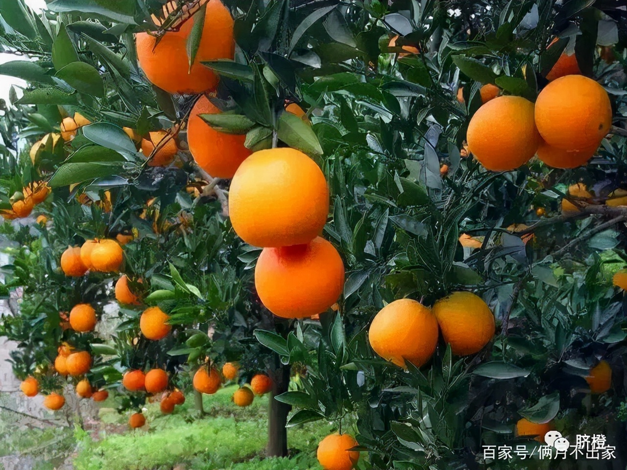 赣南脐橙哪里的最正宗,吃脐橙上火吗?