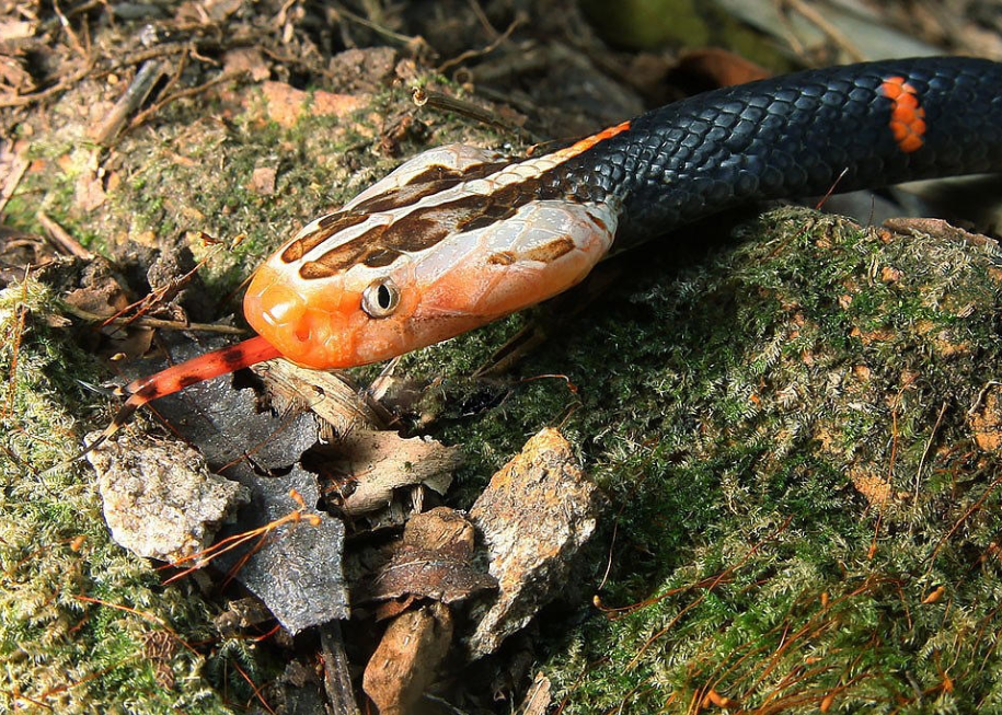 白头蝰蛇图片白头蝰蛇是什么蛇