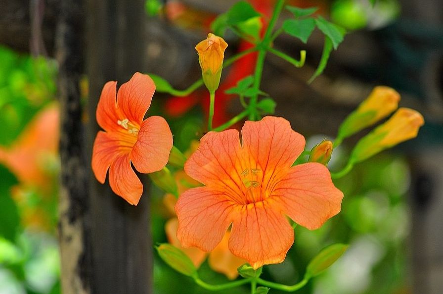 「诗词鉴赏」凌霄花 | 人生何曾都如意 弱质未必不凌天