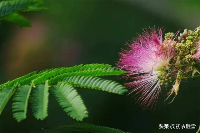 纳兰性德传奇：两首合欢诗词，阶前双夜合，空倚相思树