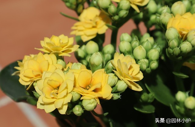 长寿花不开花光长叶子是什么原因（长寿花不开花原因分析）
