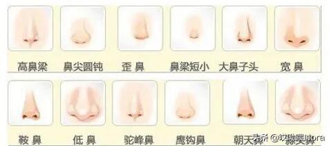 十种鼻型图片（图文讲解10种不同的鼻型）
