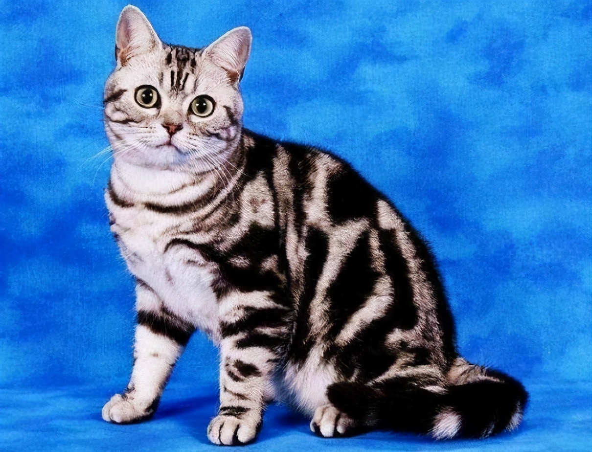养猫老手告诉你,想要养好美短猫,必须做好这5点