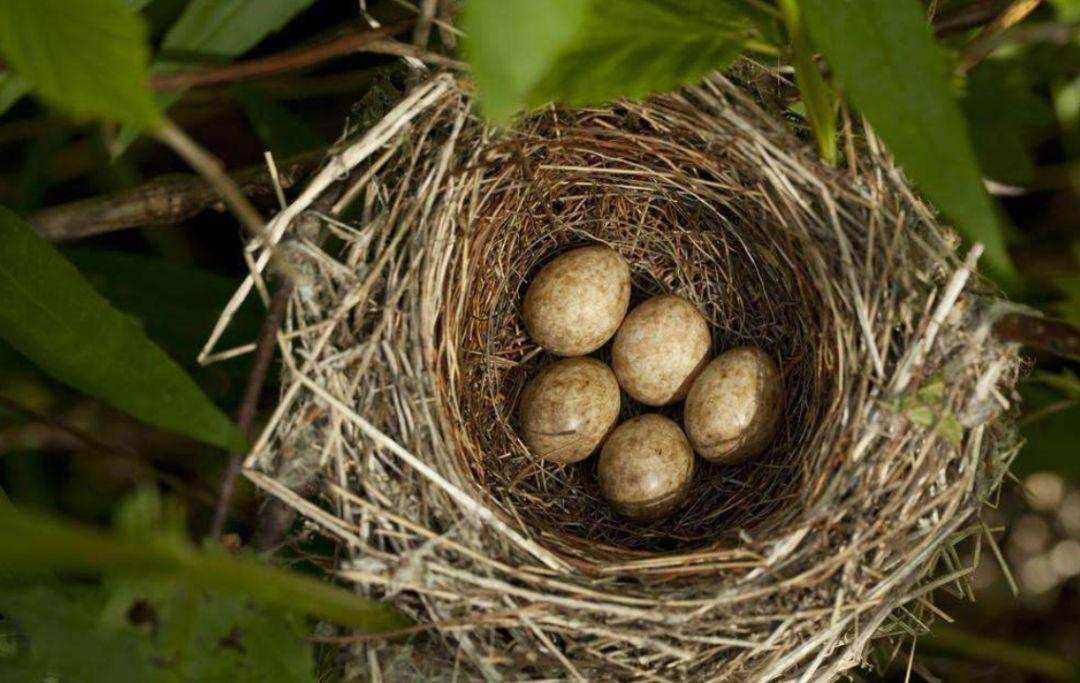 刚出生就会谋杀的杜鹃鸟,为什么还能存活到现在?