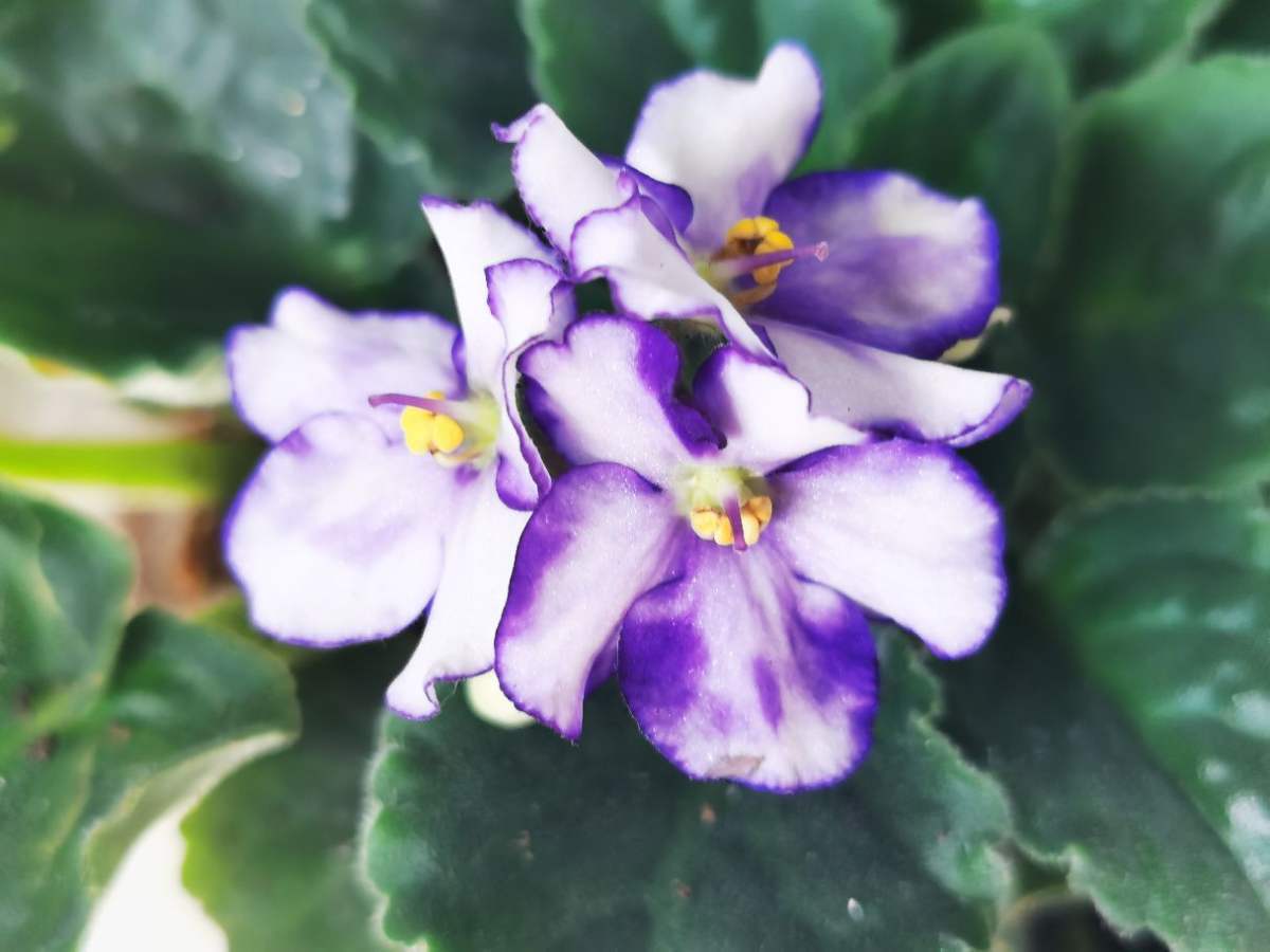 花种类介绍大全（常见花图文并茂非常详细）