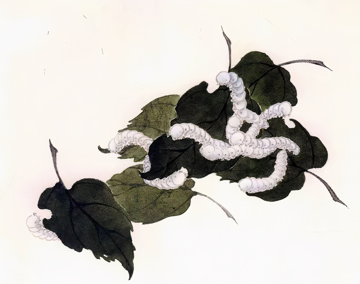 巴金的《春蚕》:不同时代的老母亲之养蚕记