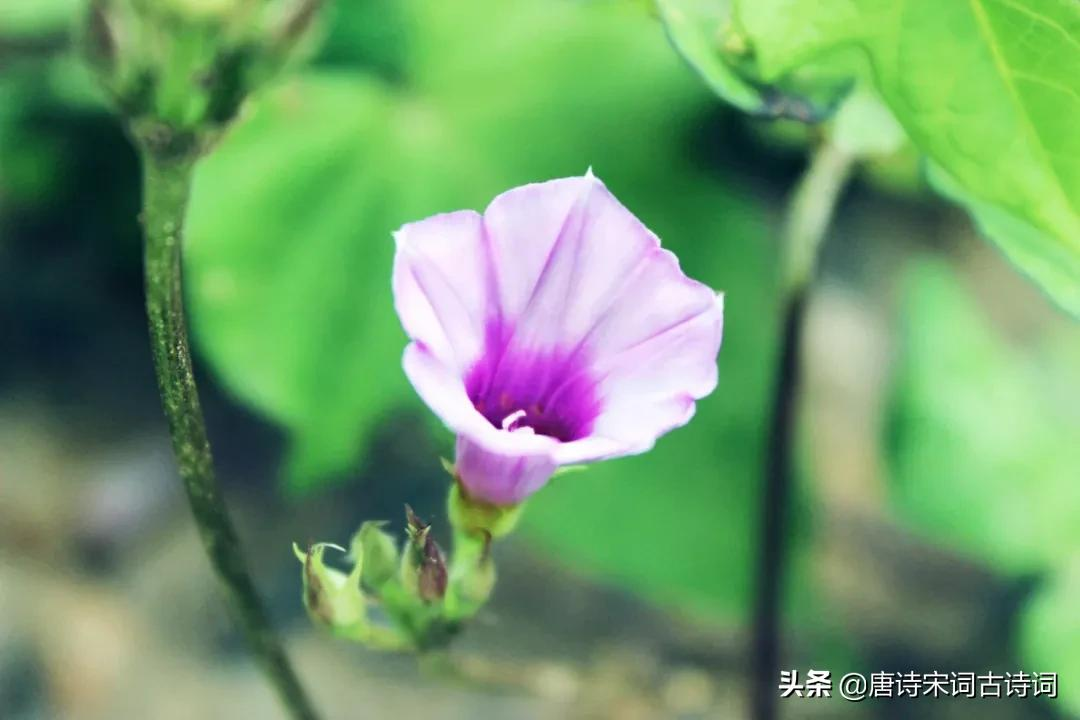 梁畔上的个打碗碗花