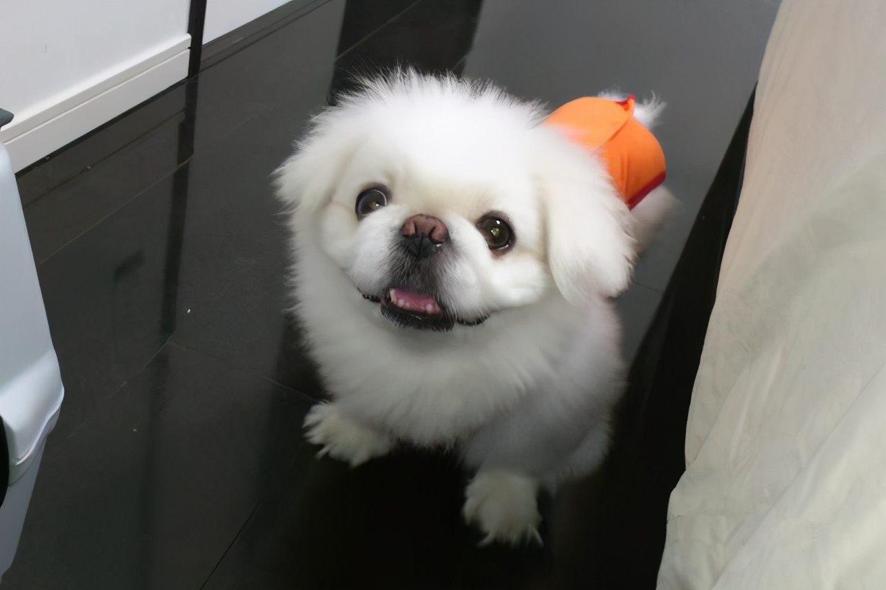 这些“中国造”的优秀犬种，你认识几个？