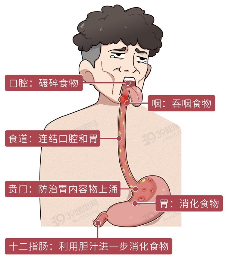 胃酸反流导致烧心症状的缓解方法与预防措施