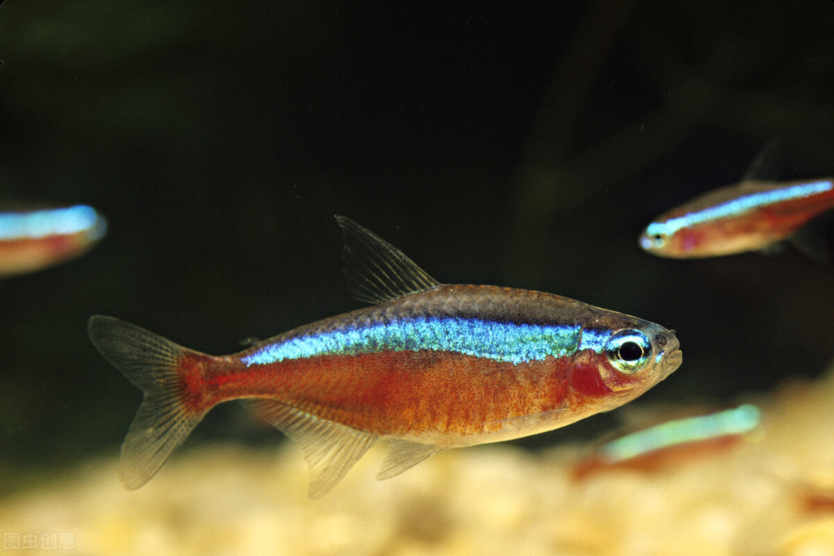 紅綠燈魚應該怎麼養?關鍵是3個方面,有一點經常被我們忽視了