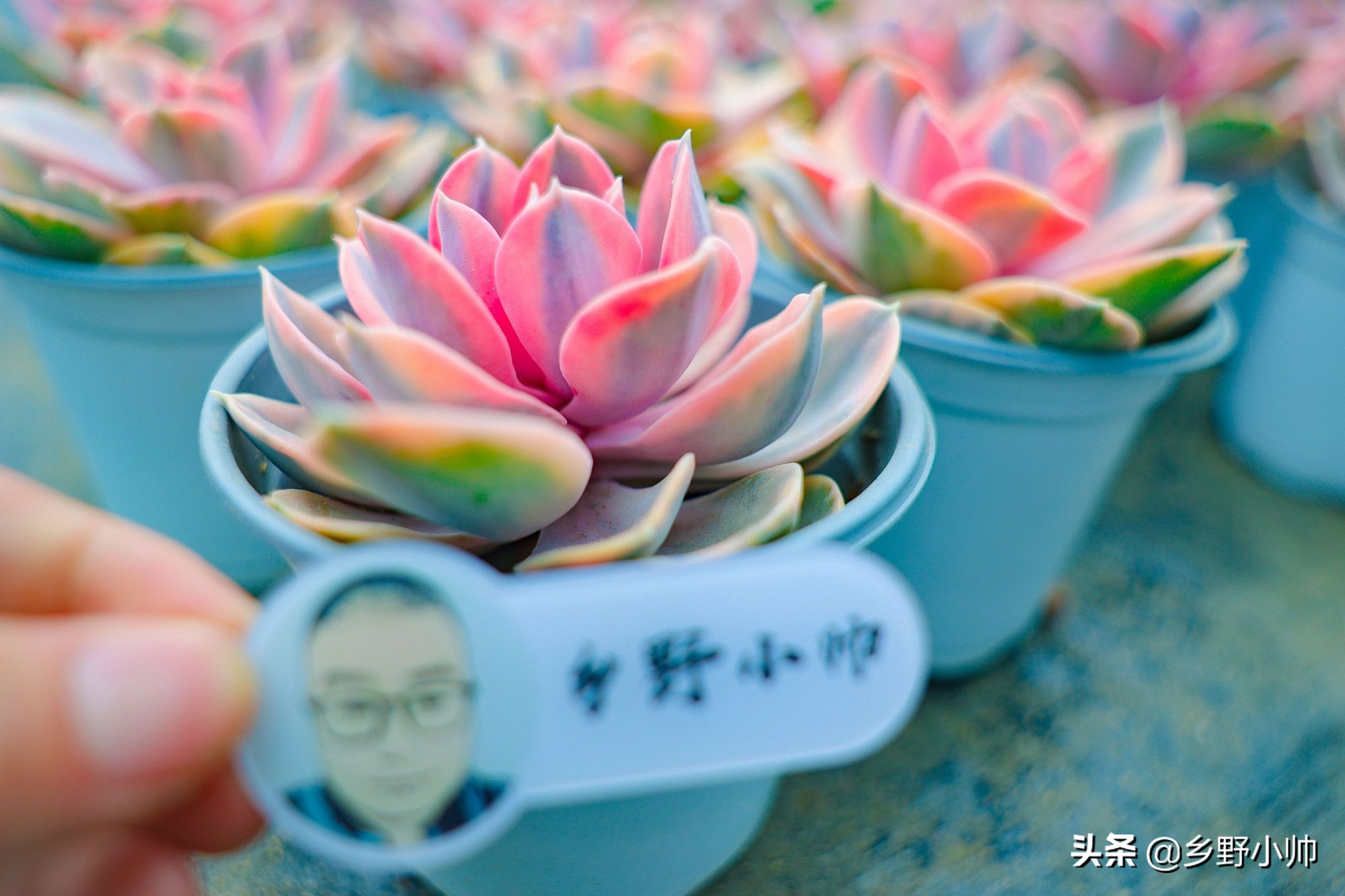 七彩多肉花卉怎么养最佳「专业回答」 -骁龙网