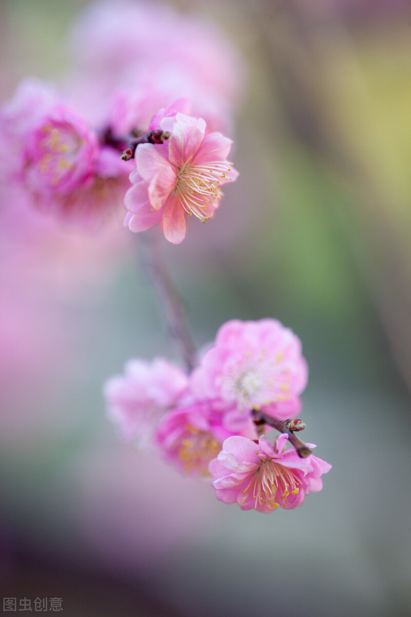 聊赠一枝春，诗词中的伟大想象力和浪漫情怀