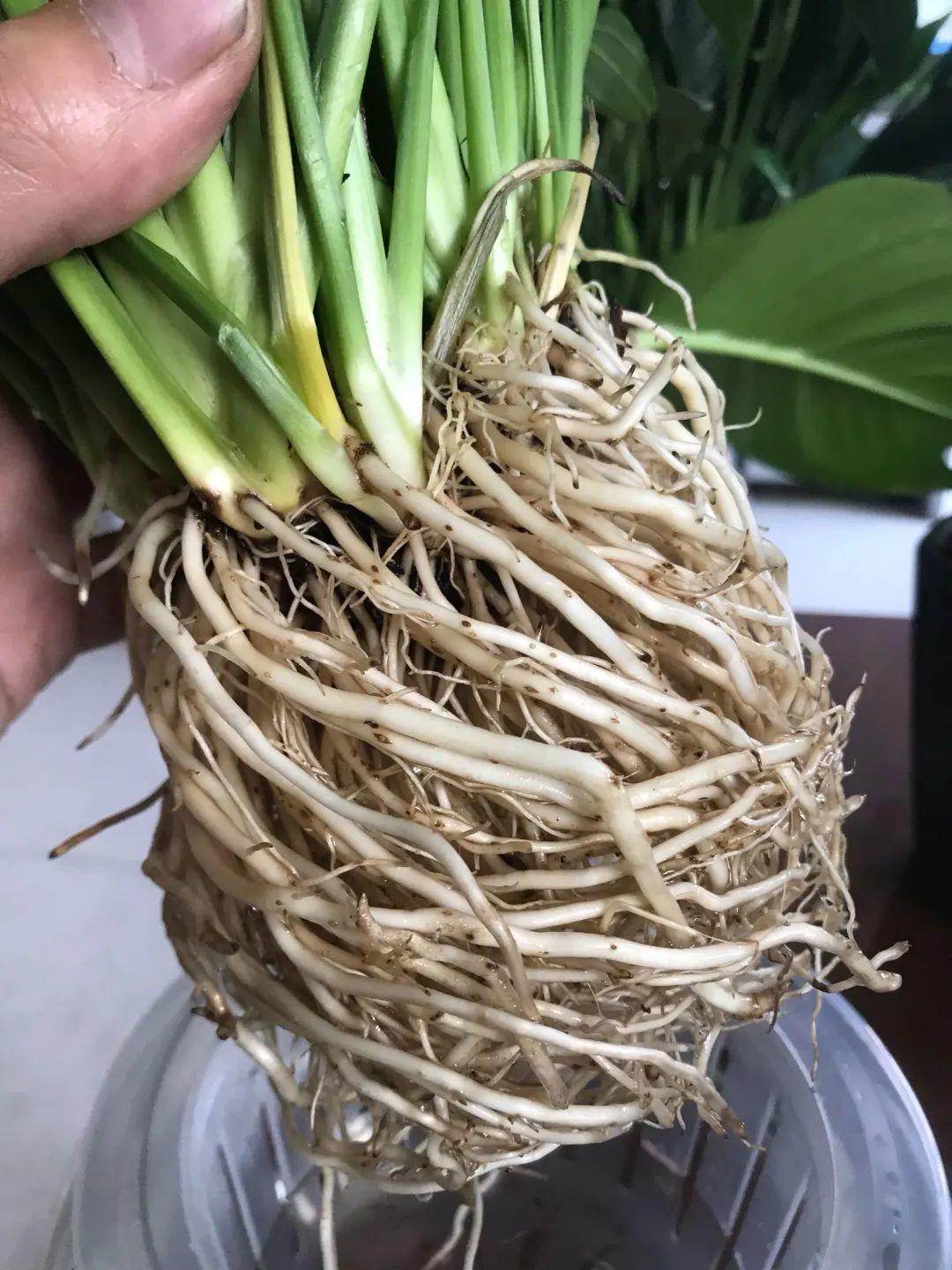 最难养的7种花,丢水里反而蹭蹭长,根系长满瓶