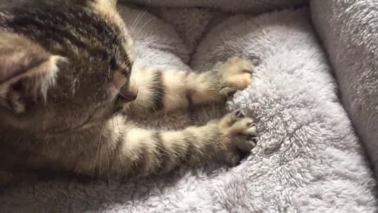 真的会有不会踩奶的猫吗？小猫咪踩奶的7种情况，主人快来了解