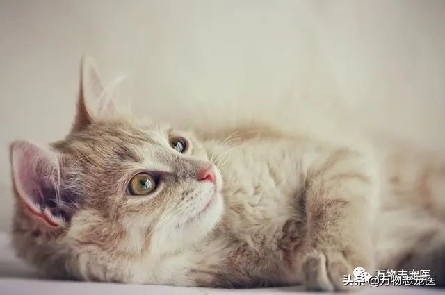 猫咪吐舌头是单纯的傻吗？