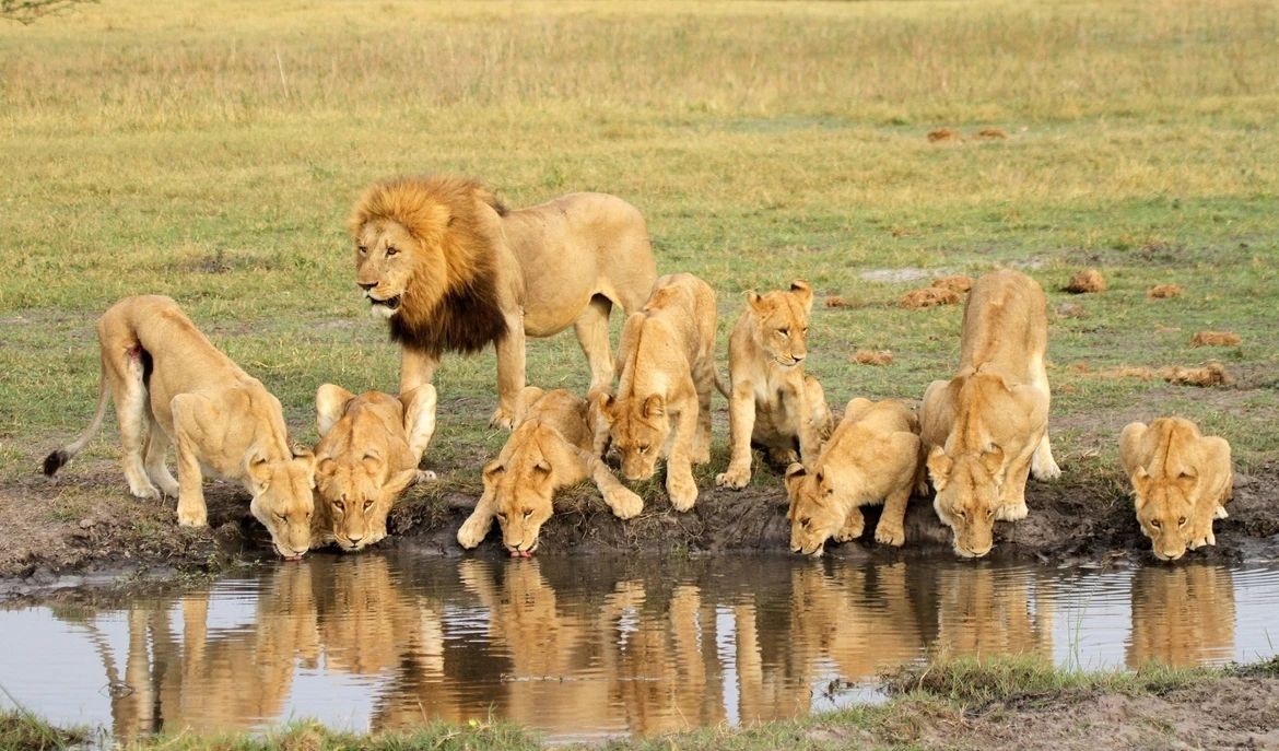 狮群的组成狮子是现存最大的猫科动物,也是非洲草原上典型的群居捕猎