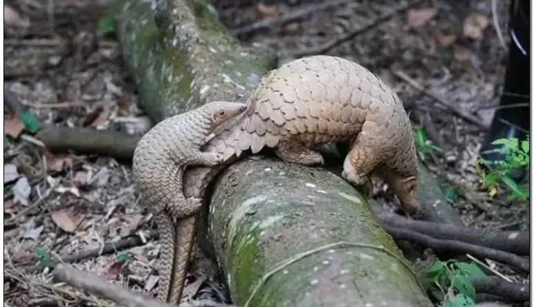 男子收购穿山甲鳞片治病，获刑3年6个月，为什么有人吃“指甲”？