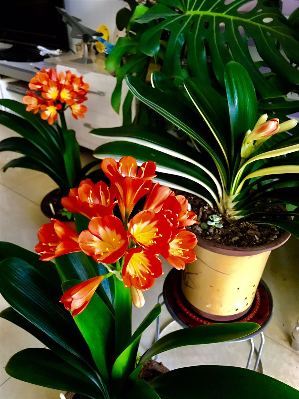 能“养人”的10种花，有的能吸废气、有的可以食用，种了不后悔