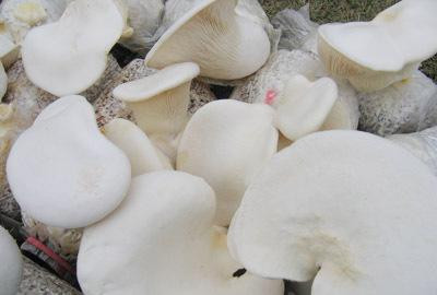 草菇图片大全（三十一种常见的菌类蘑菇图片）