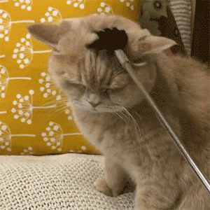 猫咪掉毛怎么办，掉毛“火葬场”，猫咪掉毛严重怎么办？